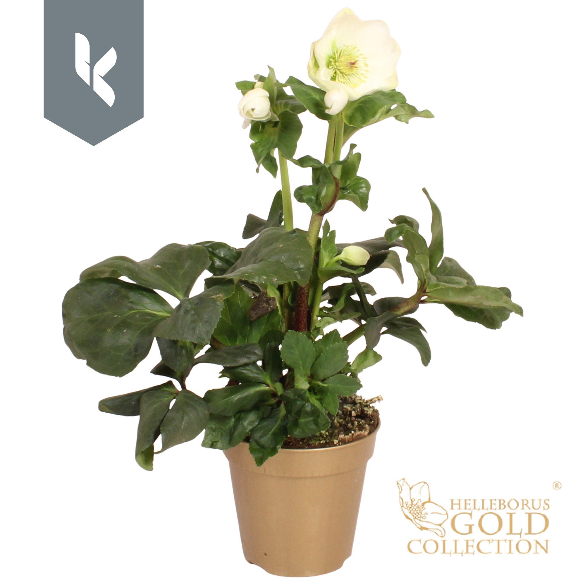 Hgc Helleborus Winter Ballet Cozy White In Gouden
