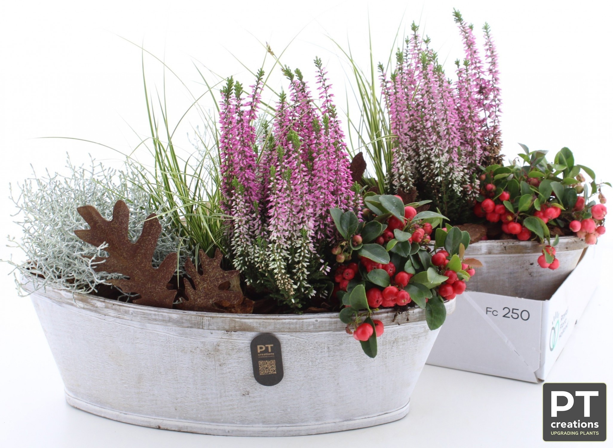 Arr Tuinplanten 36P 36cm 22bloei