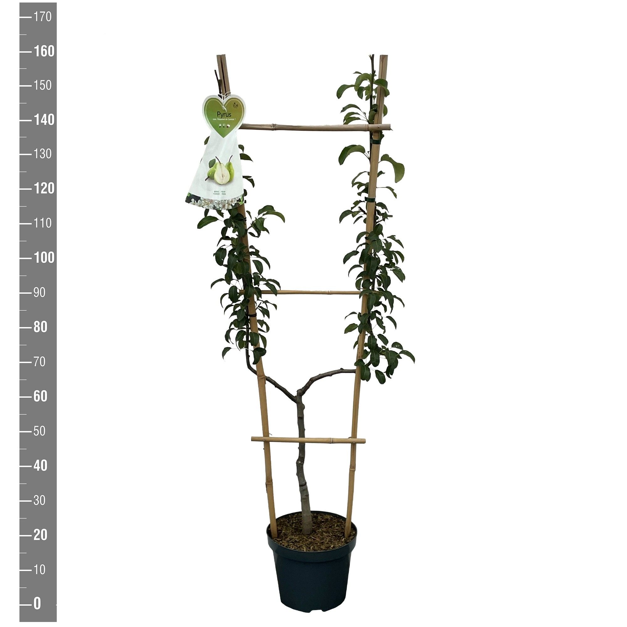 Pyrus c. Doyenne du Comice U-boom