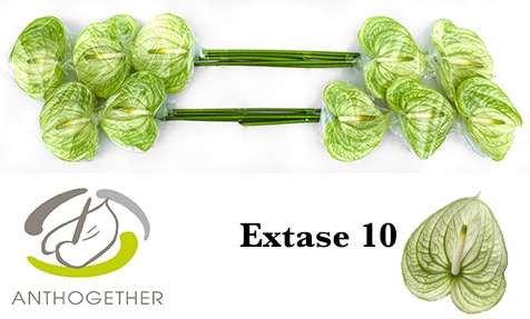 Anth A Extase