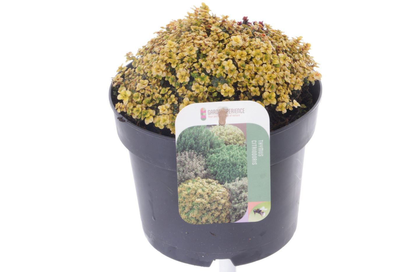 Thymus 'Doone Valley'