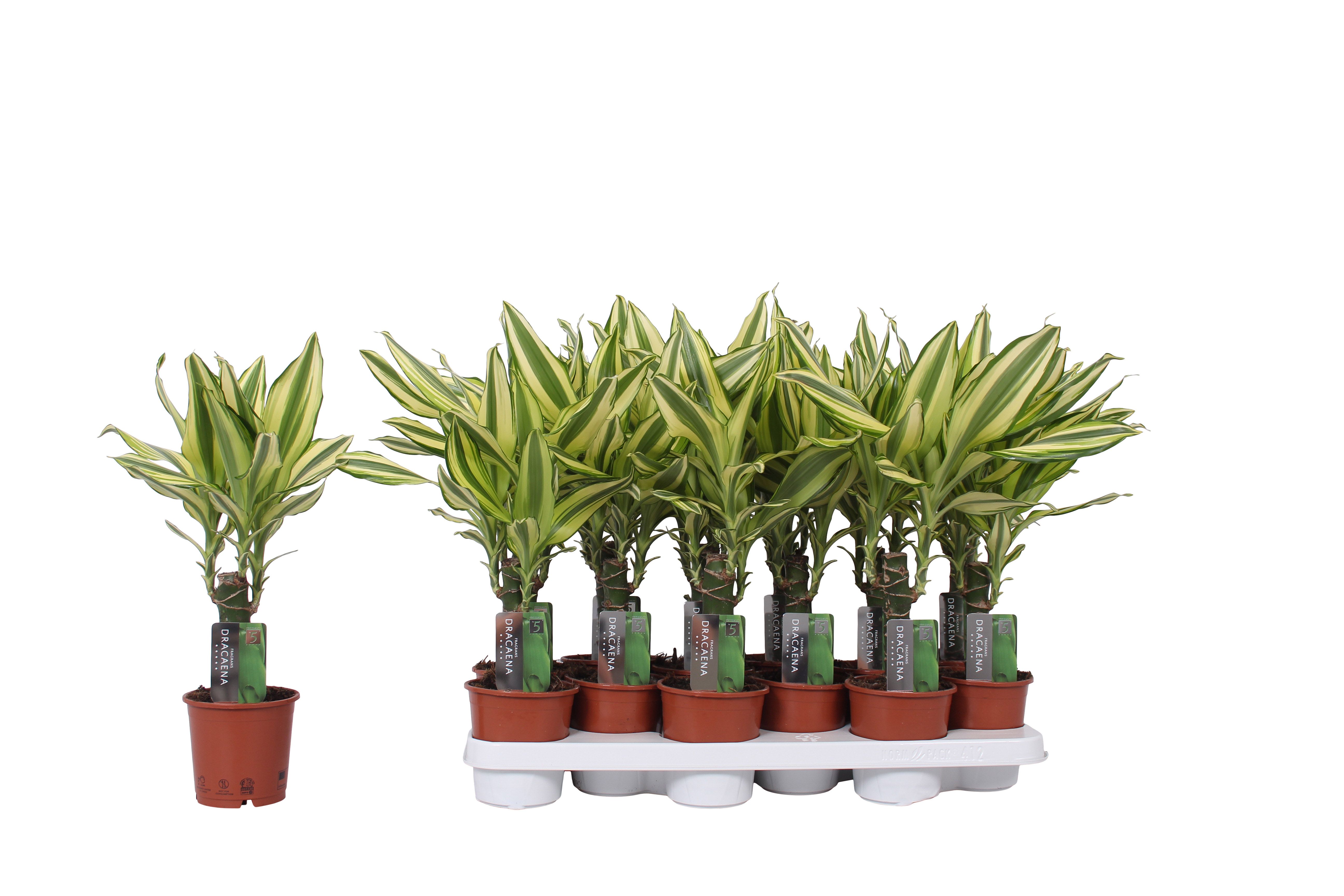 dracena lemon lime LEMON LIME DRACAENA 3gal main image 1