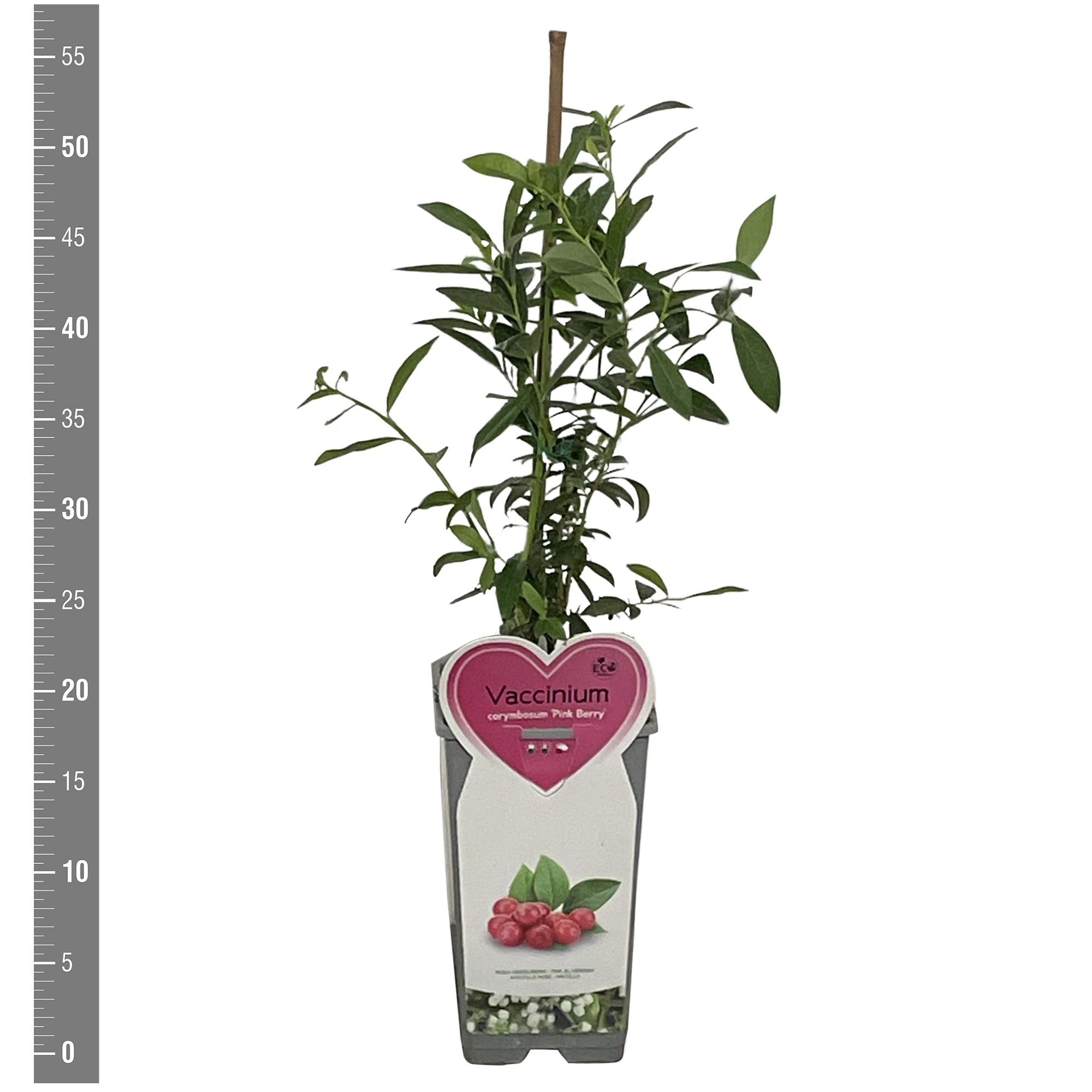 Vaccinium Kleinfruit Vaccinium c. Pink Berry 2 liter (Roze bes)