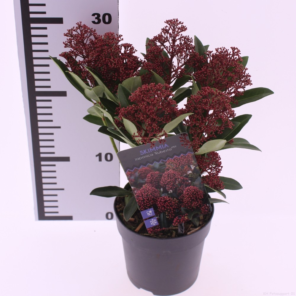 Picture of Skimmia japonica 'Rubesta'