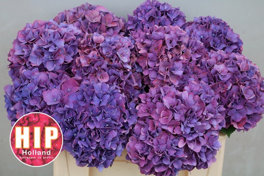 Hydrangea Rodeo Classic Pink 50cm 16Ø