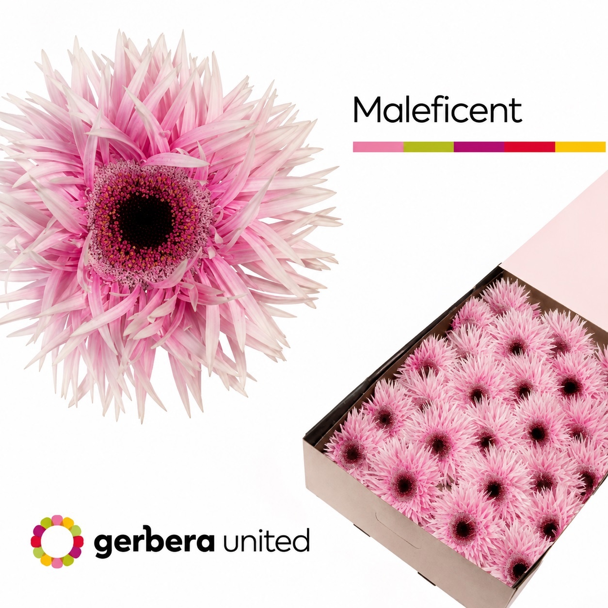 Gerbera Spider Maleficent+ 45cm 10cm Hd