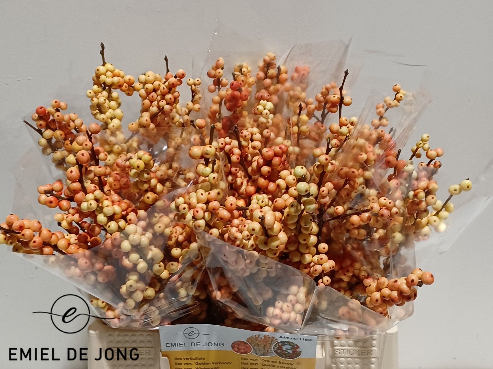 Ilex Ilexia Julia 40cm