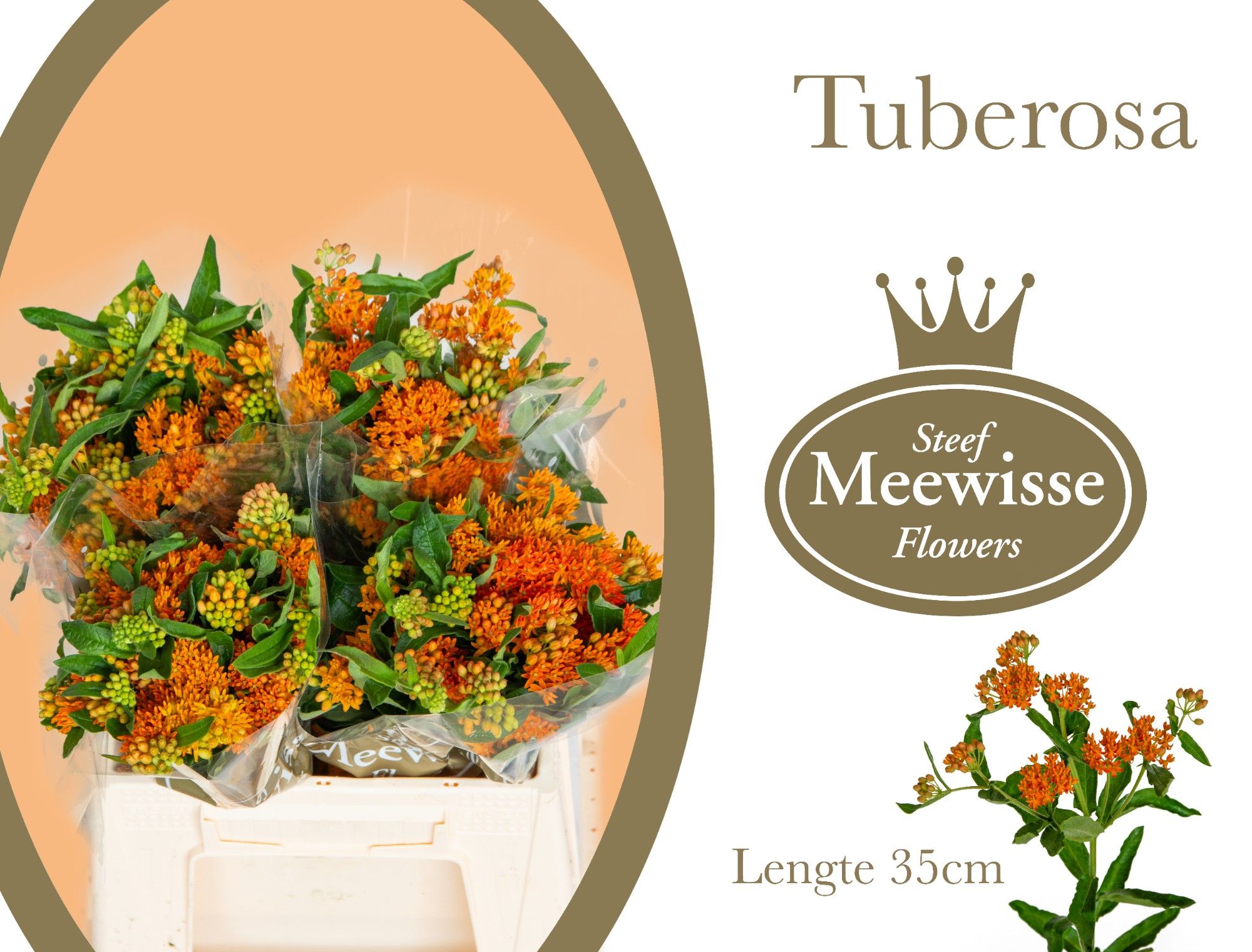 Ascl Tuberosa