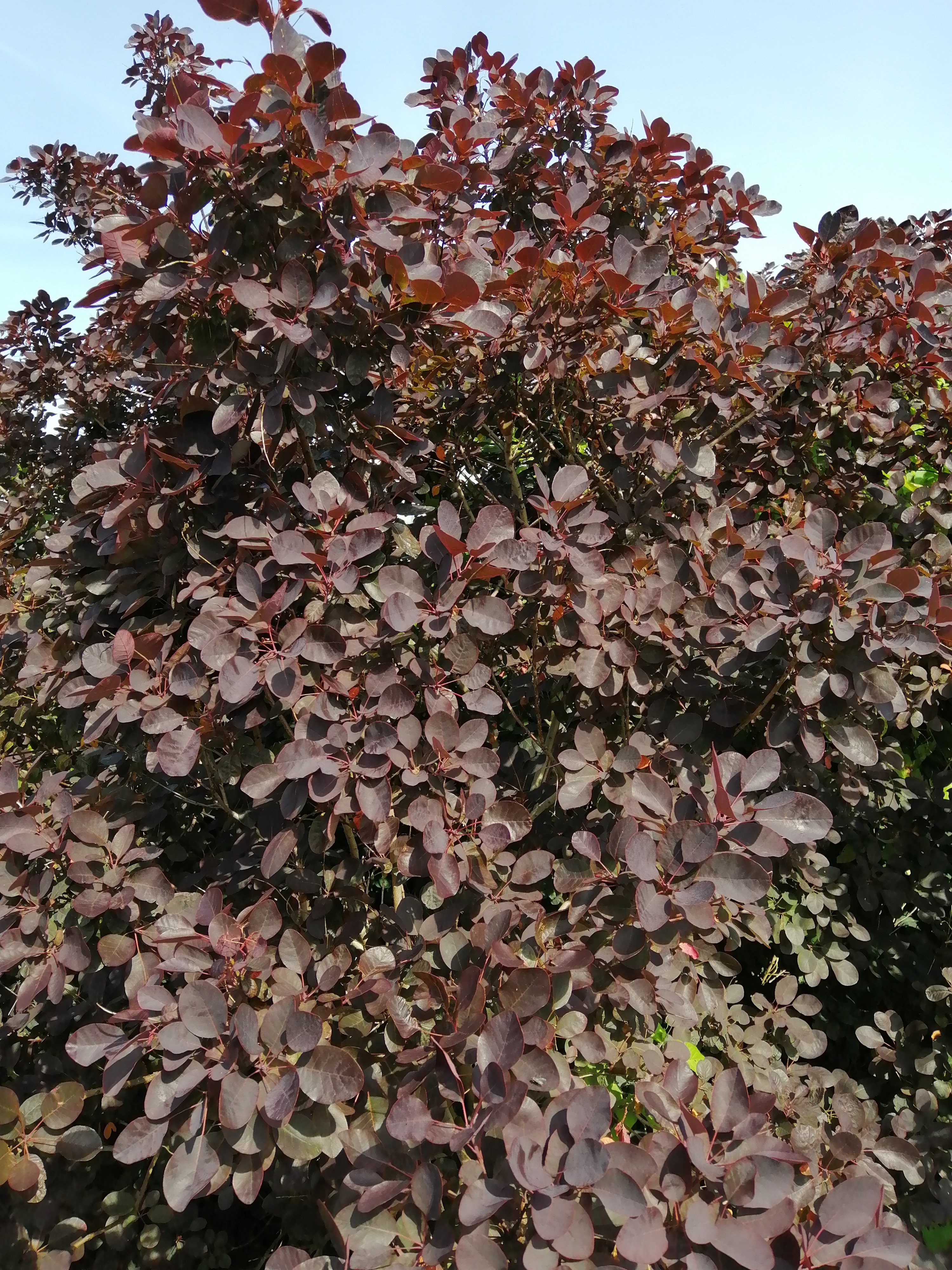 Picture of Cotinus cogg. 'Royal Purple' P19/C3