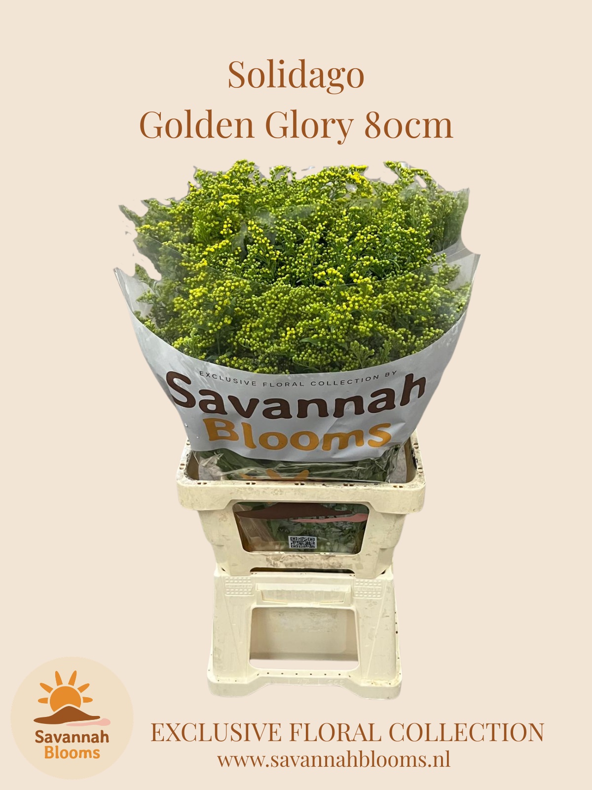 Soli Golden Glory 80L.cm 35gram 23bloei