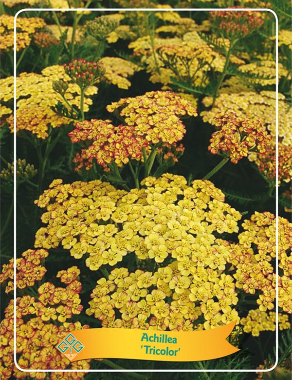 Picture of Achillea mix 6x10 srt. per shelve P11