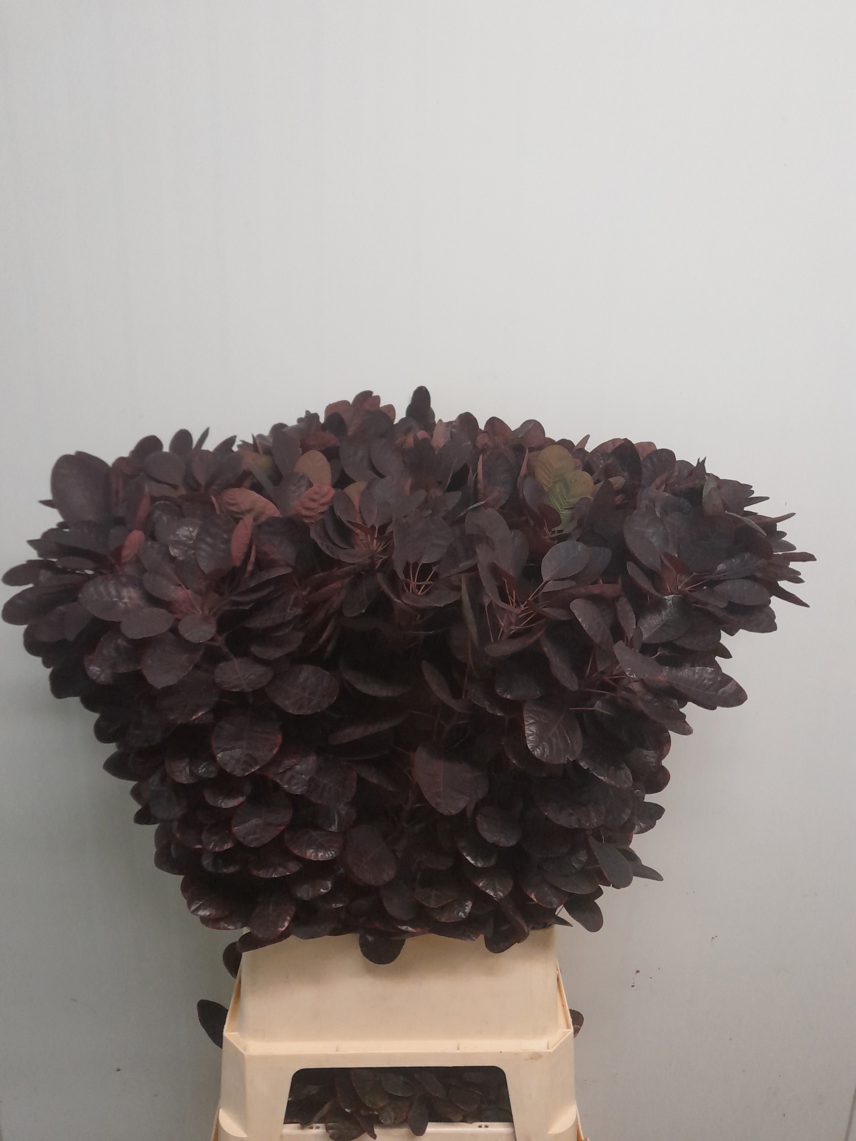 Coti C Royal Purple
