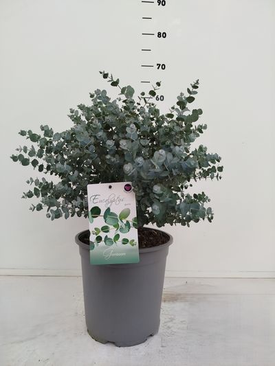Eucalyptus gunnii
