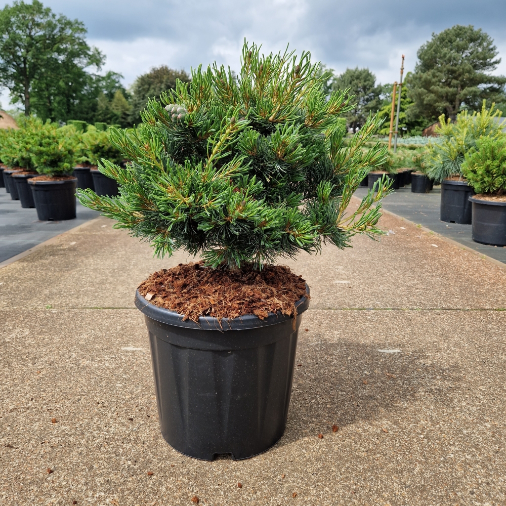 Picture of Pinus parviflora Linda C15 40/+