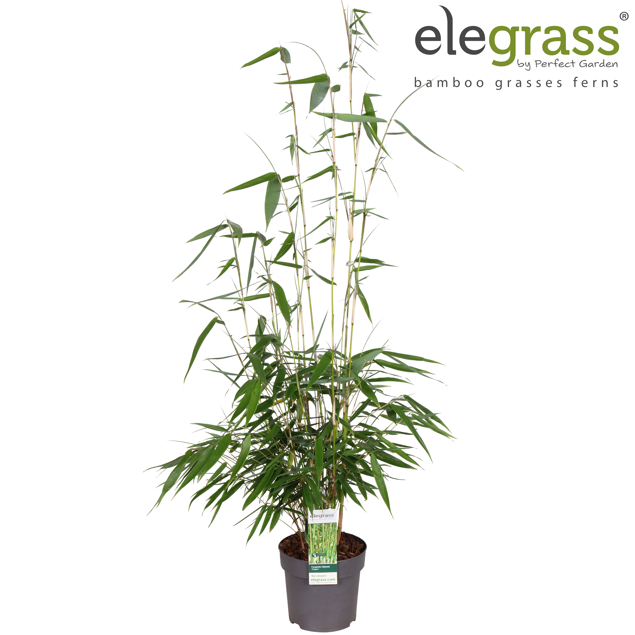 Picture of Fargesia robusta 'Pingwu' P14