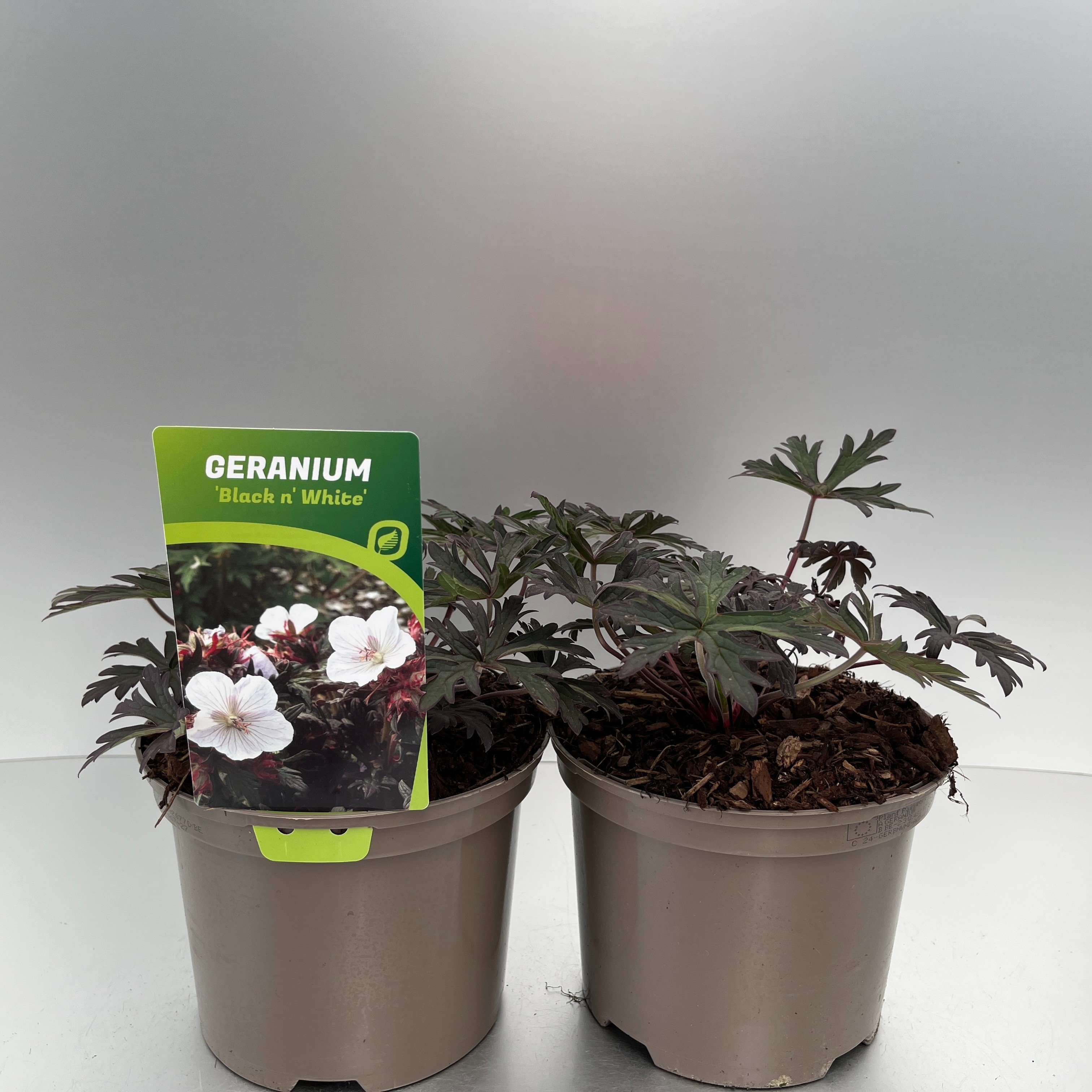 Picture of Geranium prat. Black 'n White P17 (2 Ltr)