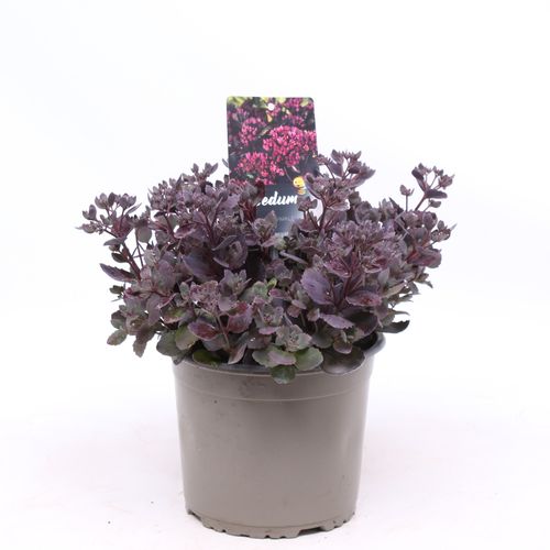 Sedum hybride 'Red Sparkle' P19 Vrede