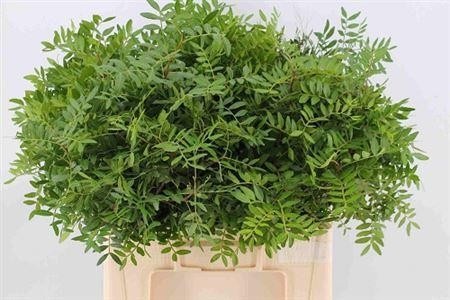 Pistacia Leaves Per Bunch 60cm