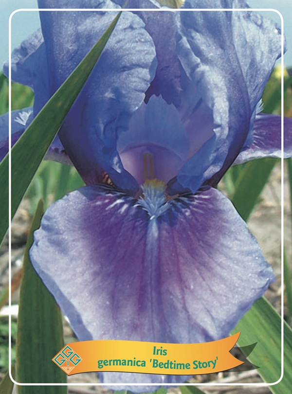 Picture of Iris germanica Mix 6x10 srt. per shelve P11