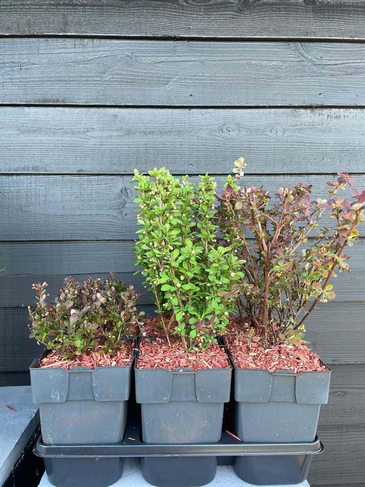 Picture of Berberis thunbergii mix P17