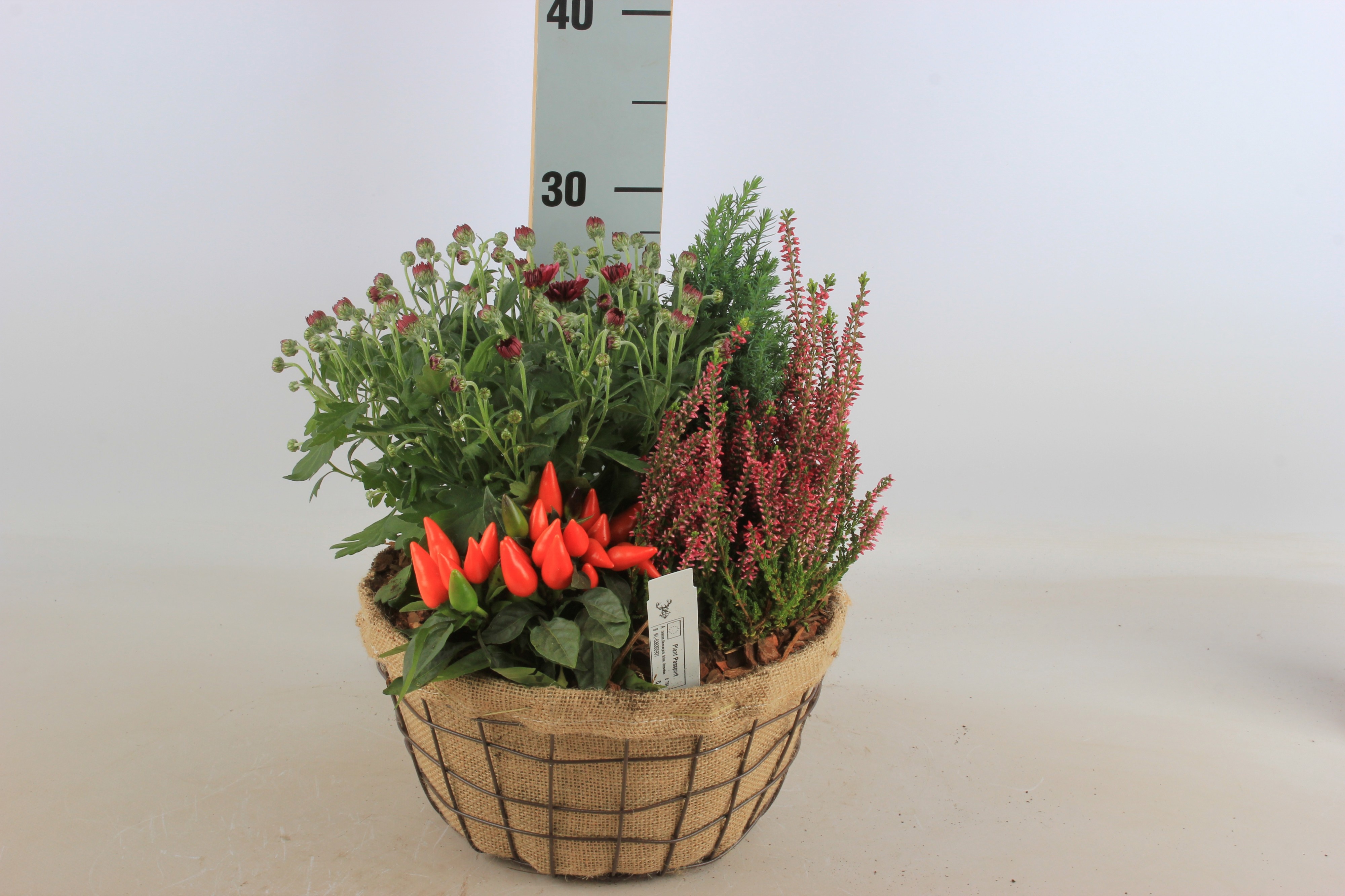 Arr Tuinplanten 25P 30cm 12bloei