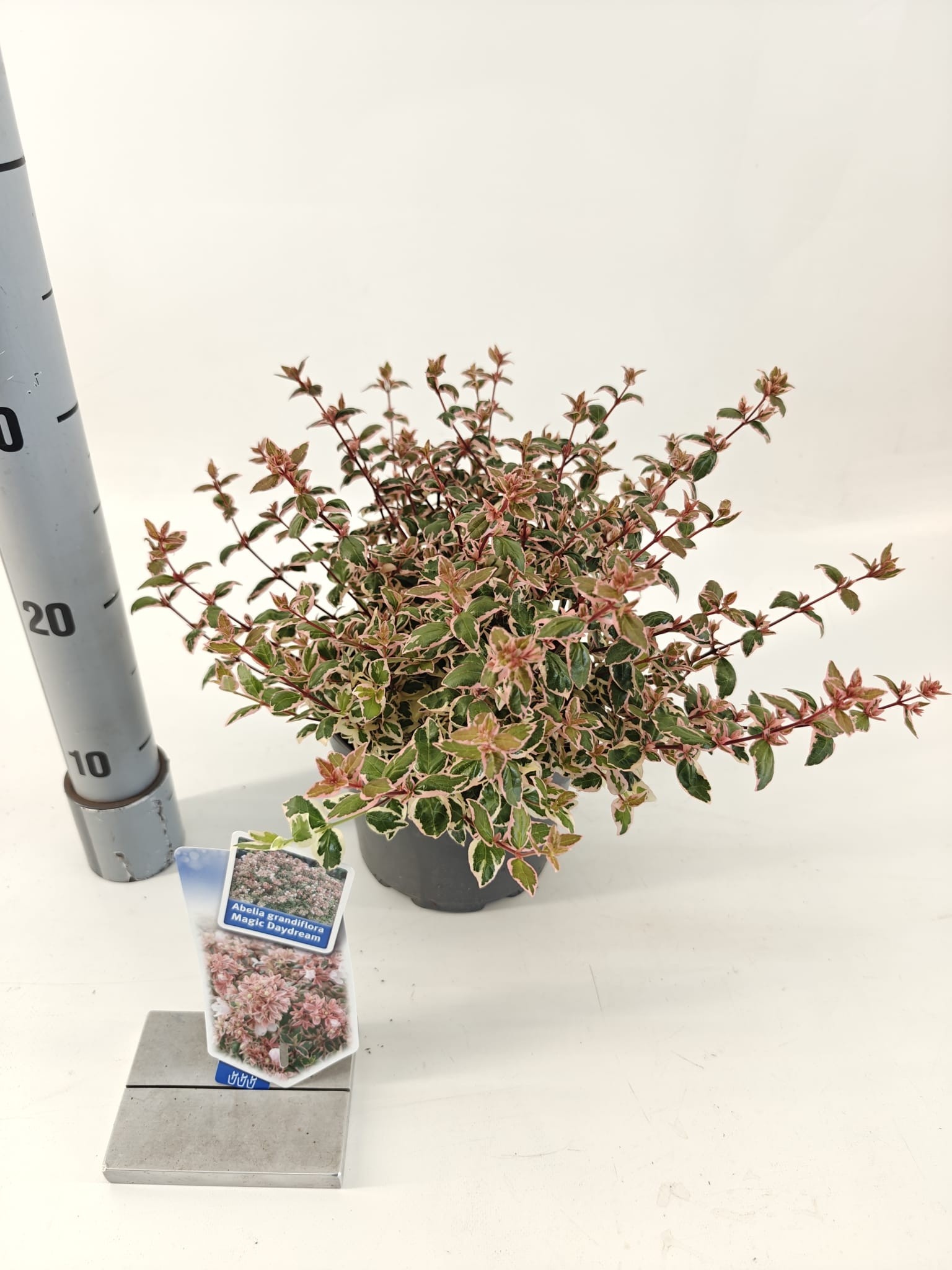 Picture of Abelia grandiflora Magic Daydream ('Opstal 103'PBR)