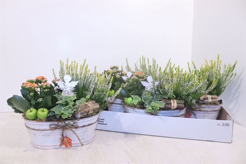 Arr Tuinplanten 25P 27cm