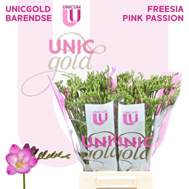 Freesia Single Pink Passion 50cm 25gram