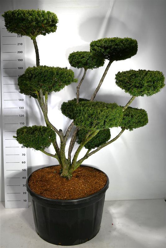 Taxus cuspidata Pompon Pot grown | Gardenline