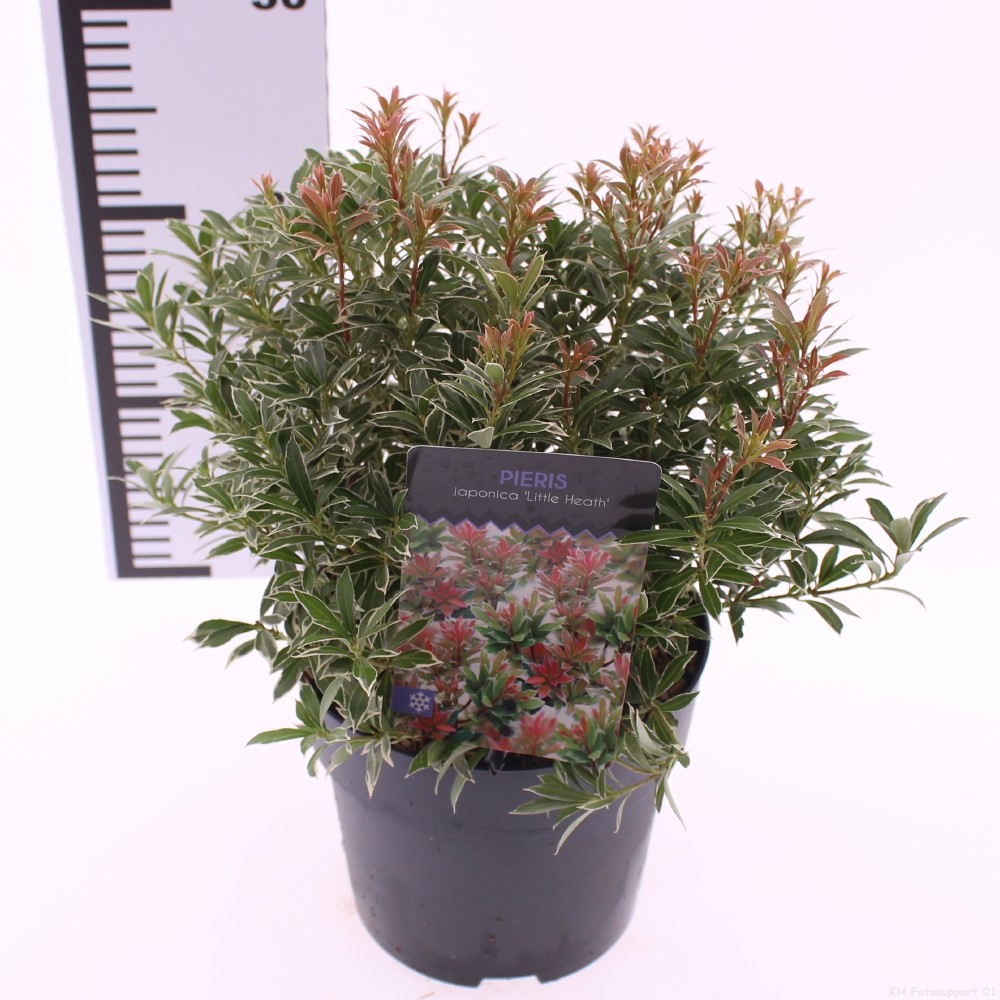 Picture of Pieris jap. 'Little Heath'