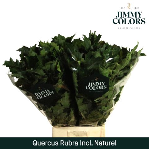 Querc Rubra