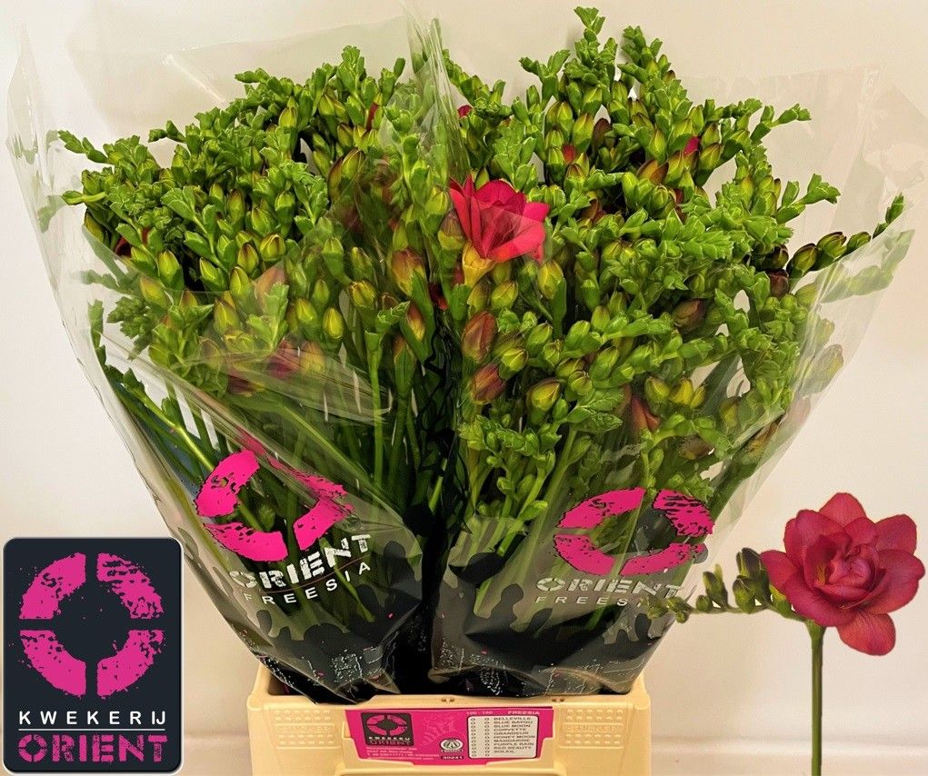 Freesia Double Expression 50cm 27gram