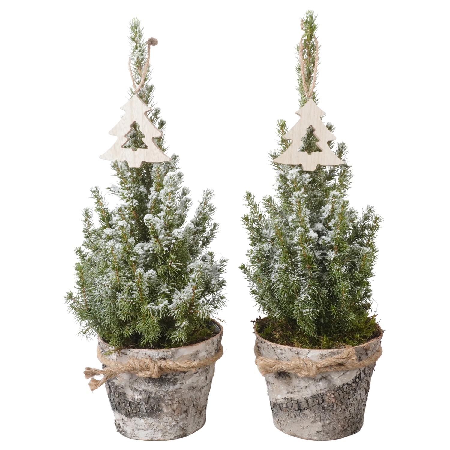 Picture of PTK24448 Picea Conica Perfecta with snowin wooden pot decoration P13 45cm