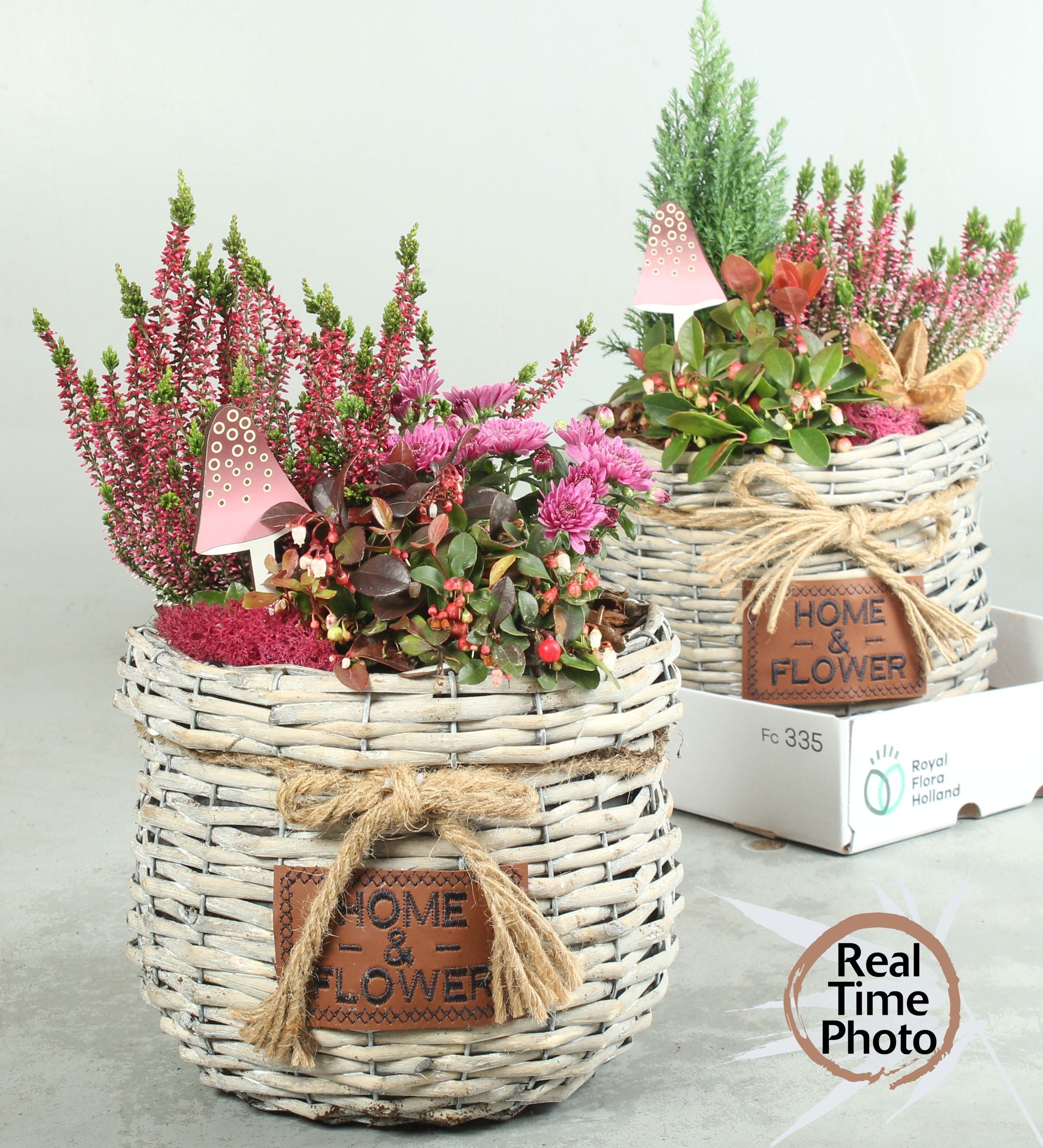 Arr Tuinplanten 25P 40cm
