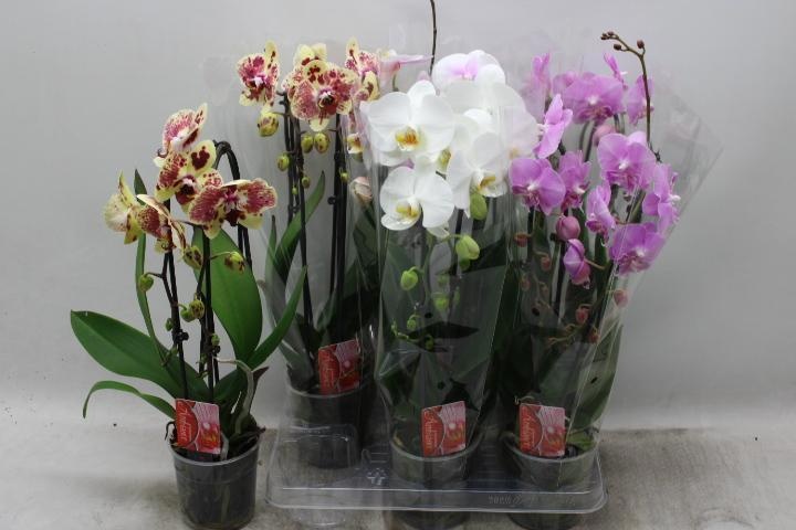 Phal El Cascade 12Ø 45cm