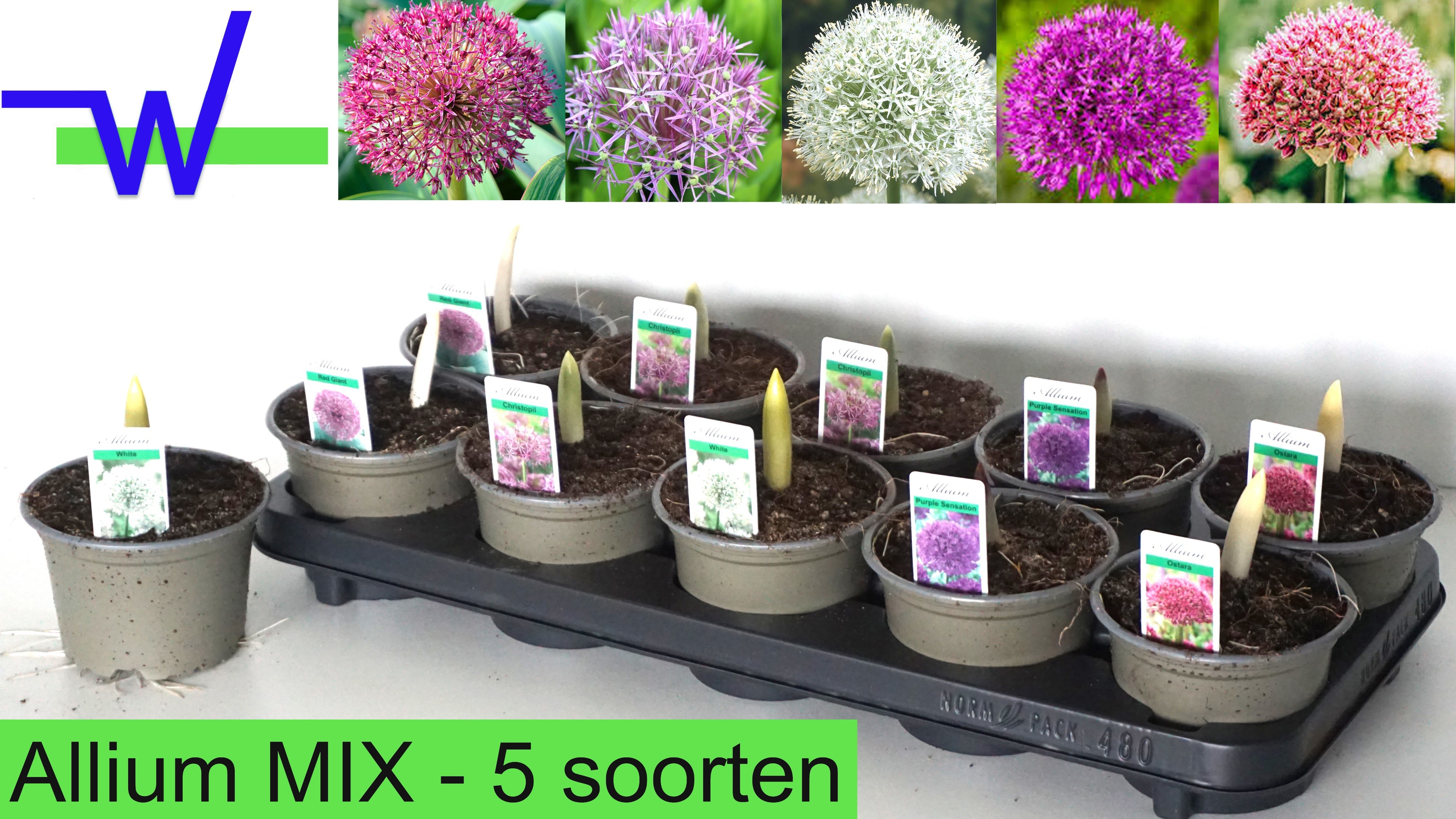 Allium gemengd - Alliums