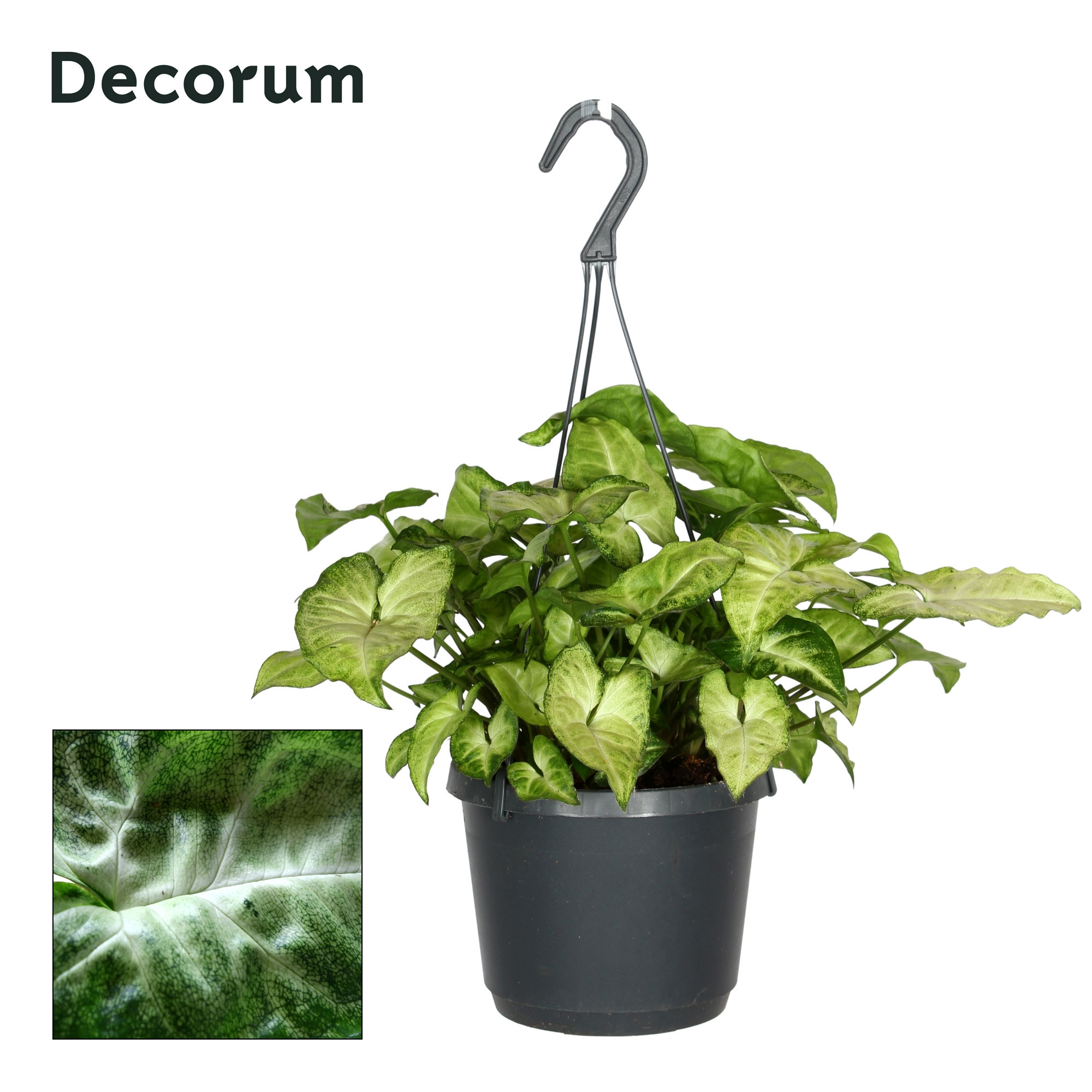 Syngonium 'White Butterfly' Hangpot