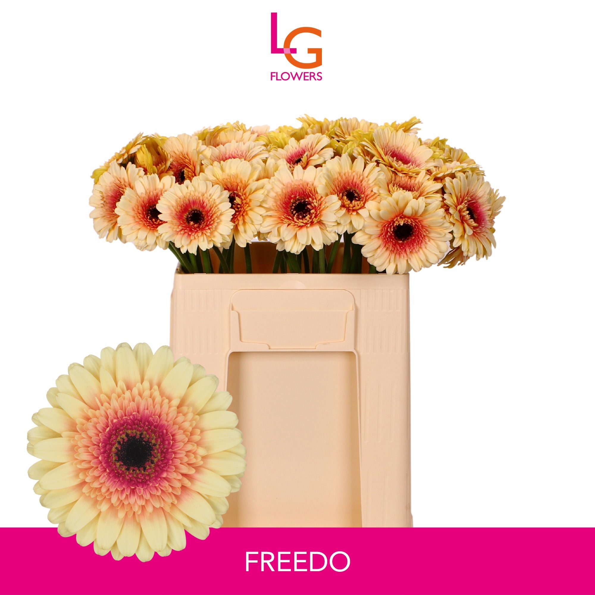 Gerbera Mini Freedo