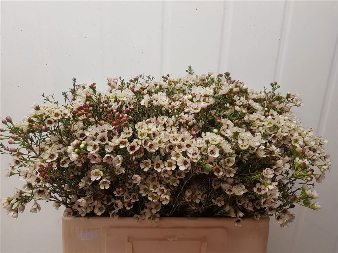 Chamelaucium Ella White 50cm 30gram