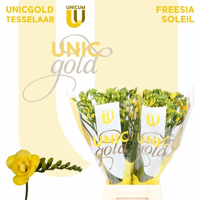 Freesia Double Soleil 50cm 23gram
