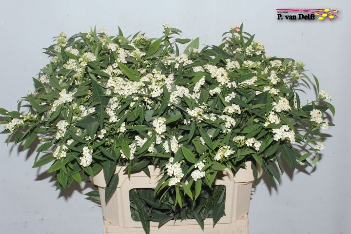 Euphorbia Spray Quicksilver 80cm