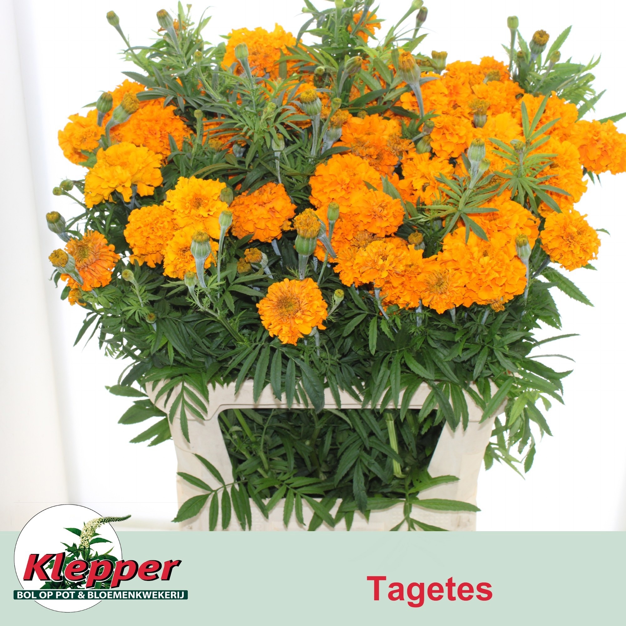 Tag E Promise Orange