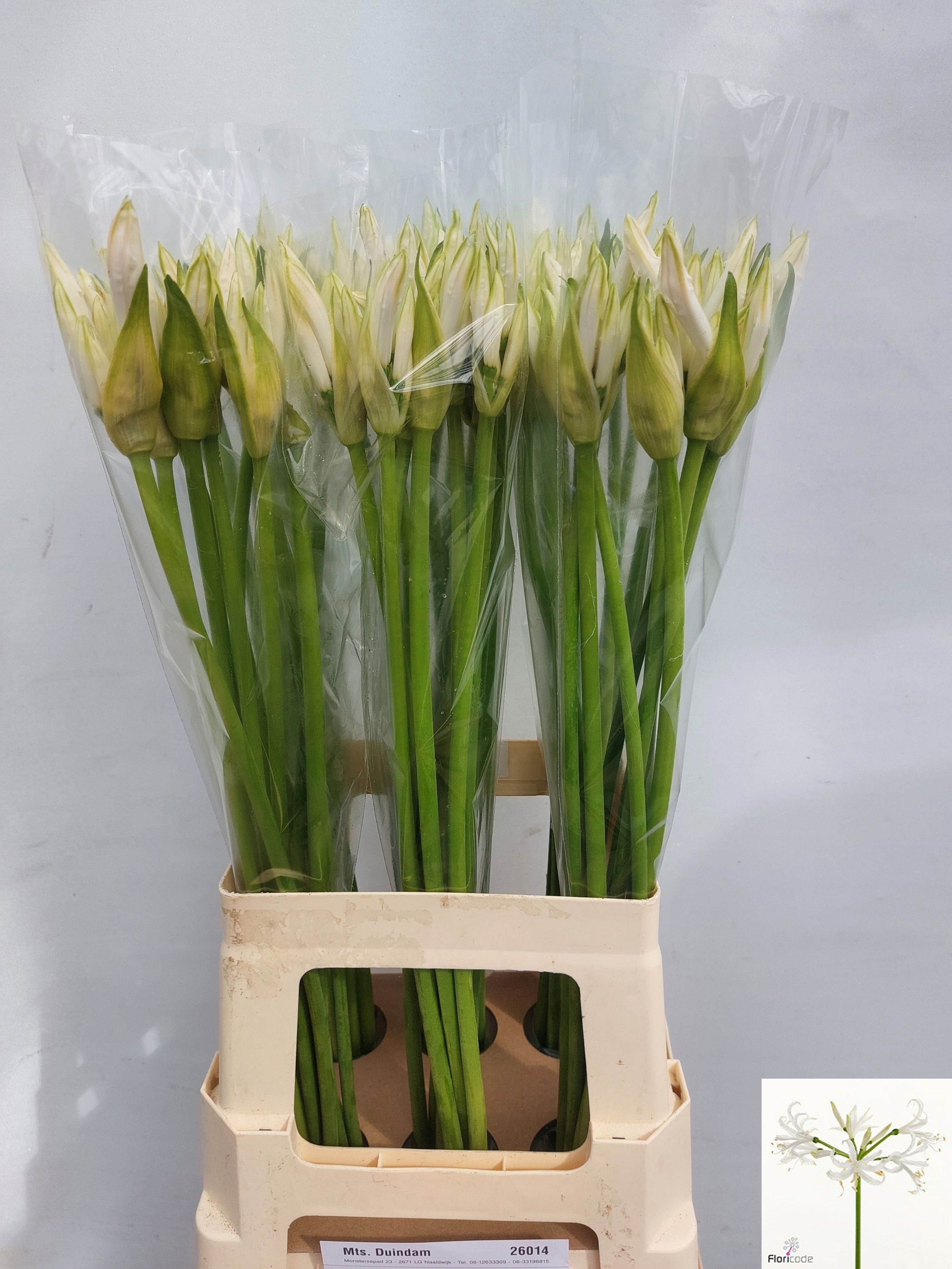 Ne Bo White Lady 70cm