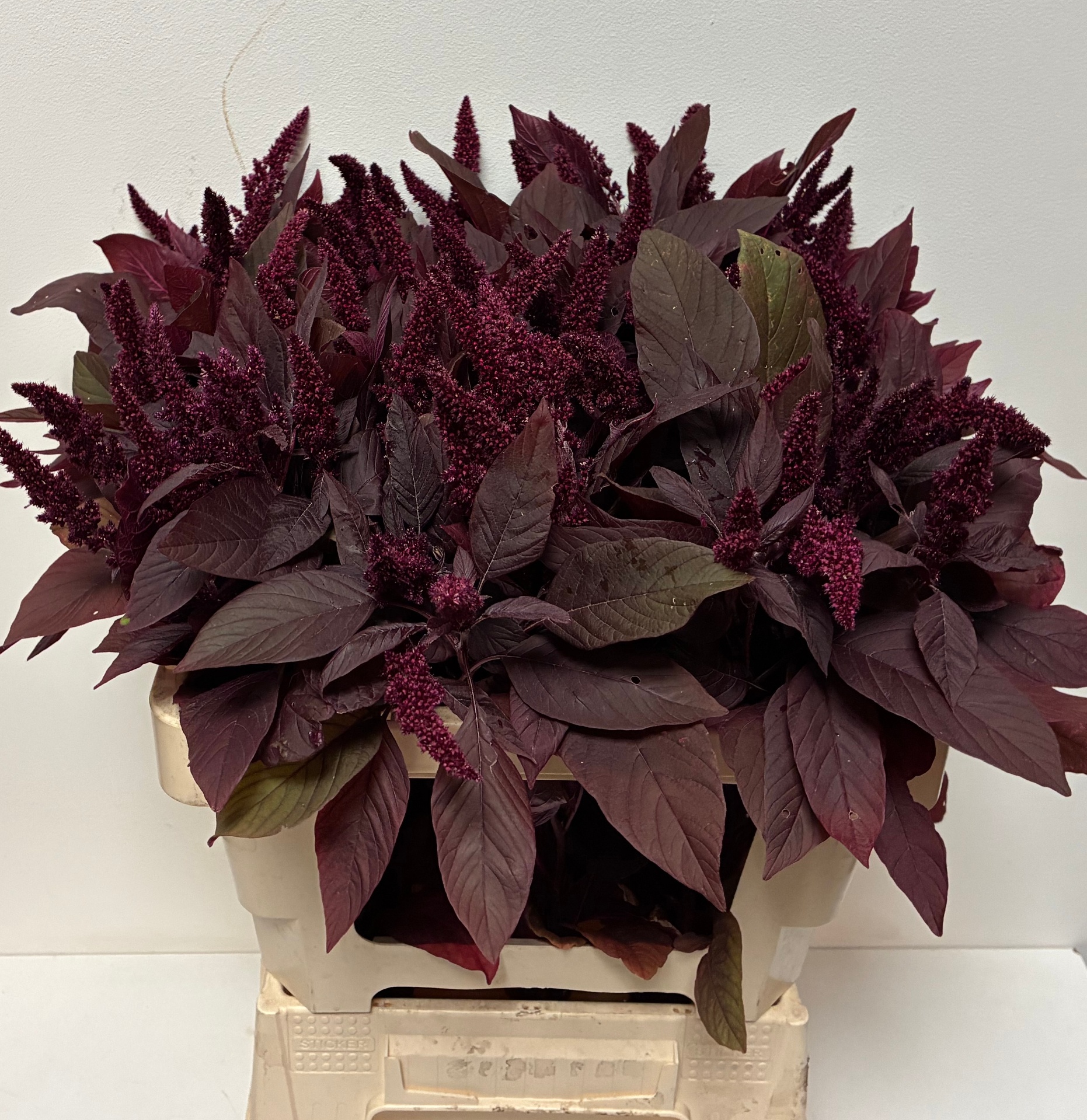 Amaranthus Upright Gruen Velvet 60cm