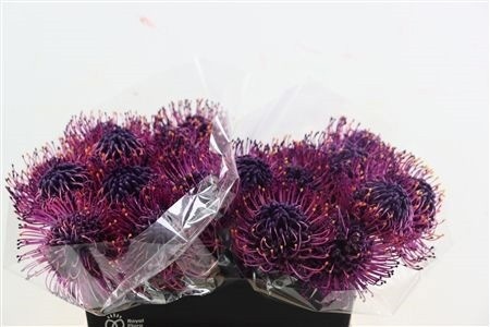 Leucospermum Naomi Painted 40cm