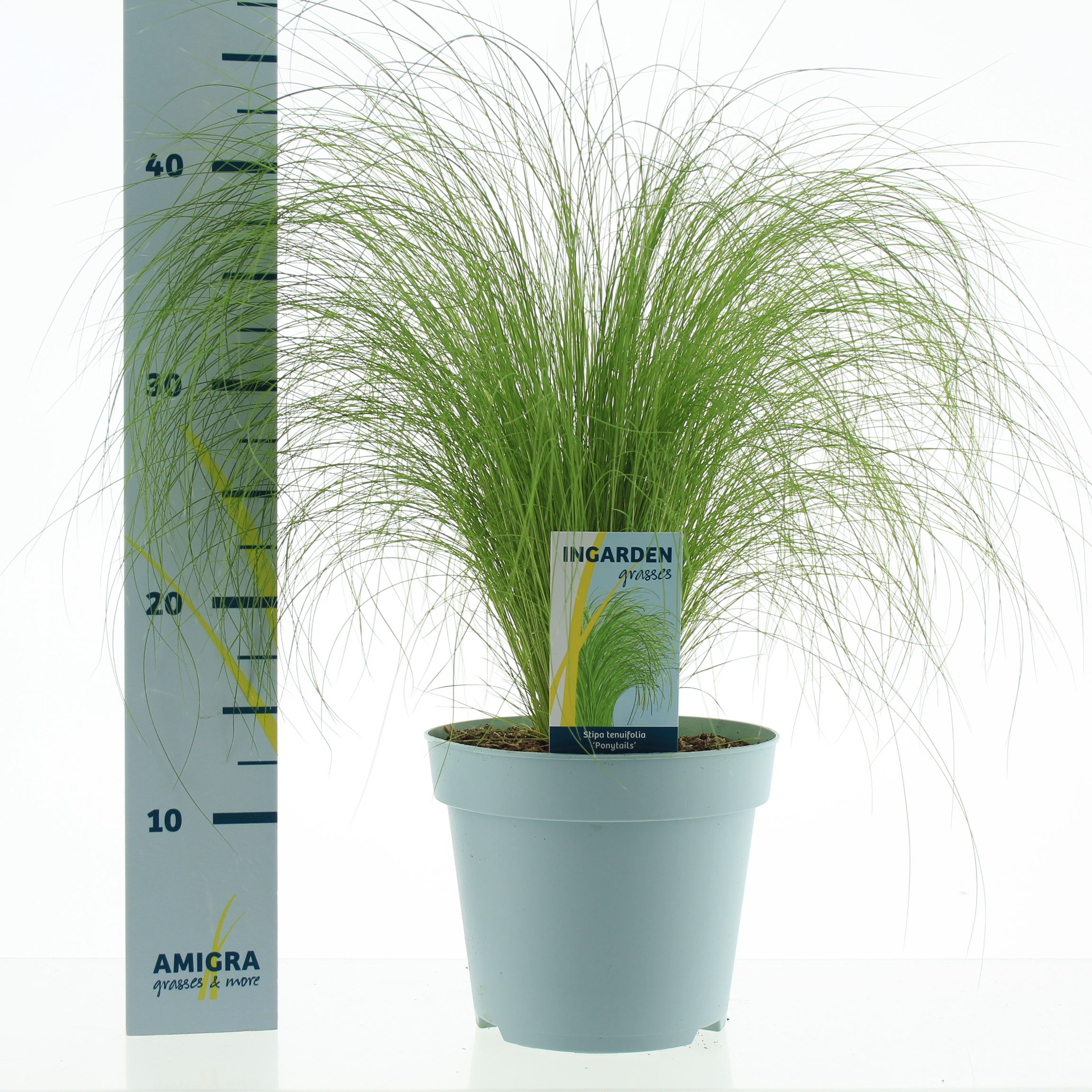 Picture of Stipa ten Ponytails