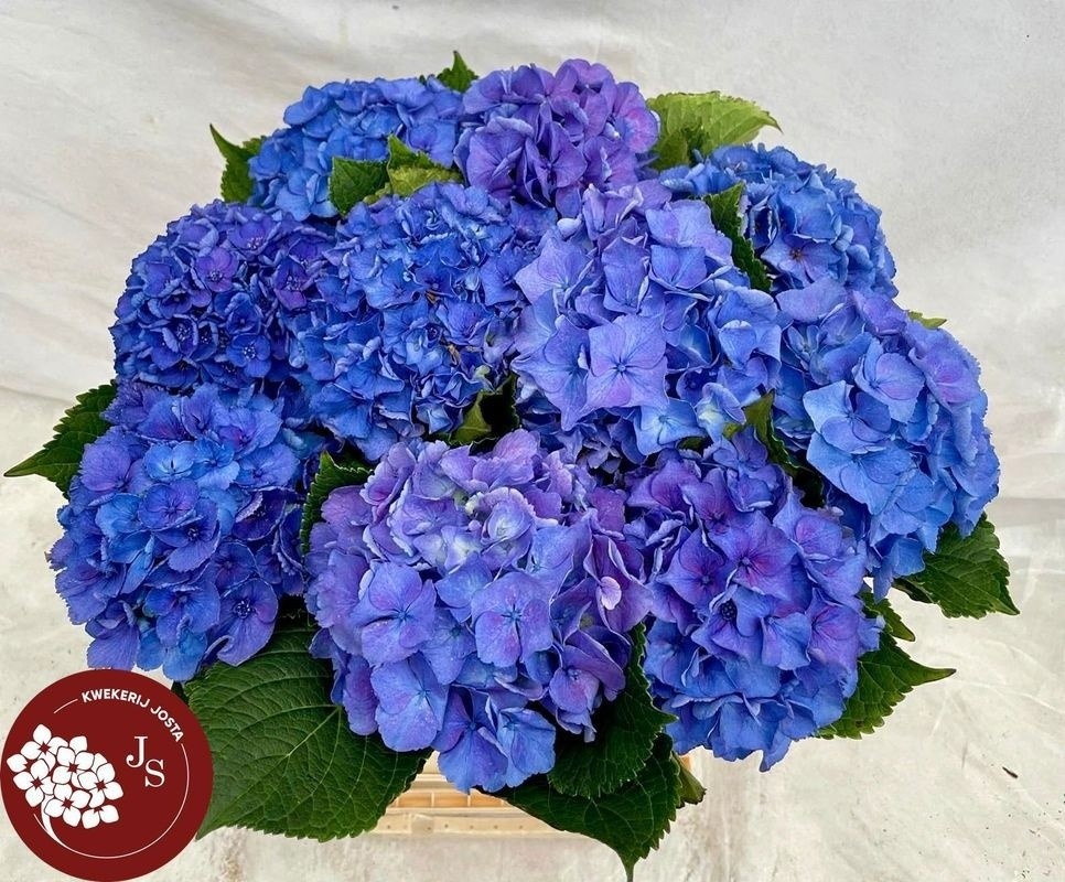 Hydrangea Royal Parade 60cm 12Ø