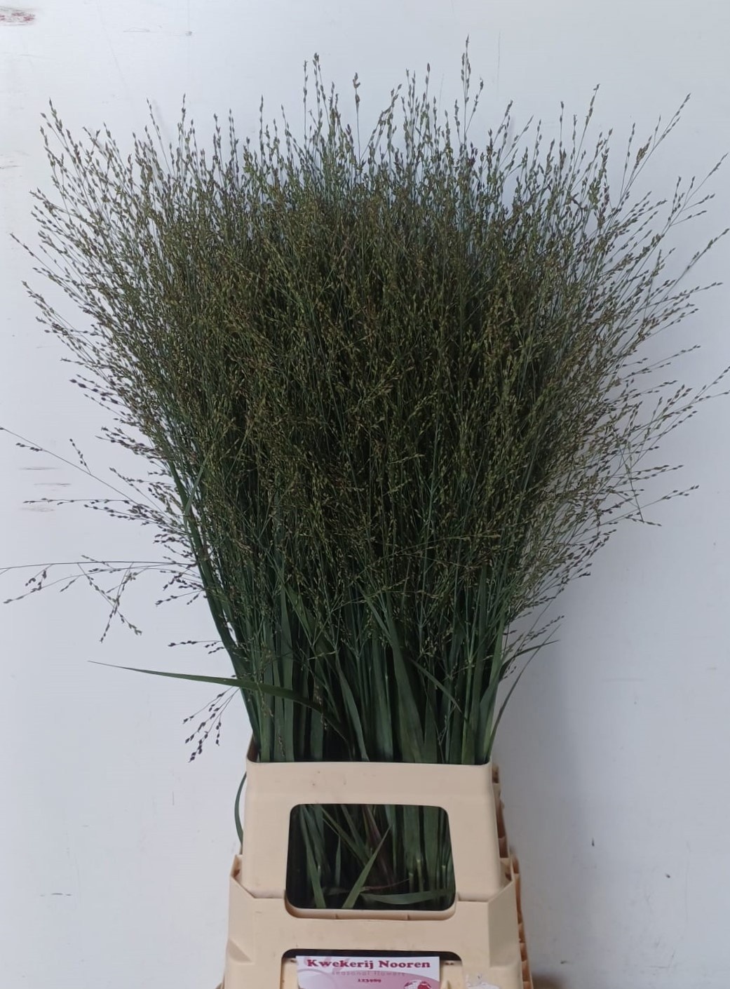 Panicum Heavy Metal 90cm