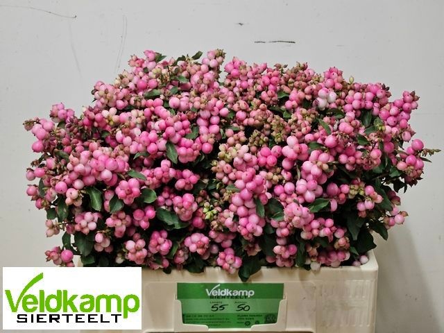 Sympho Mag Ruby Fall 50cm