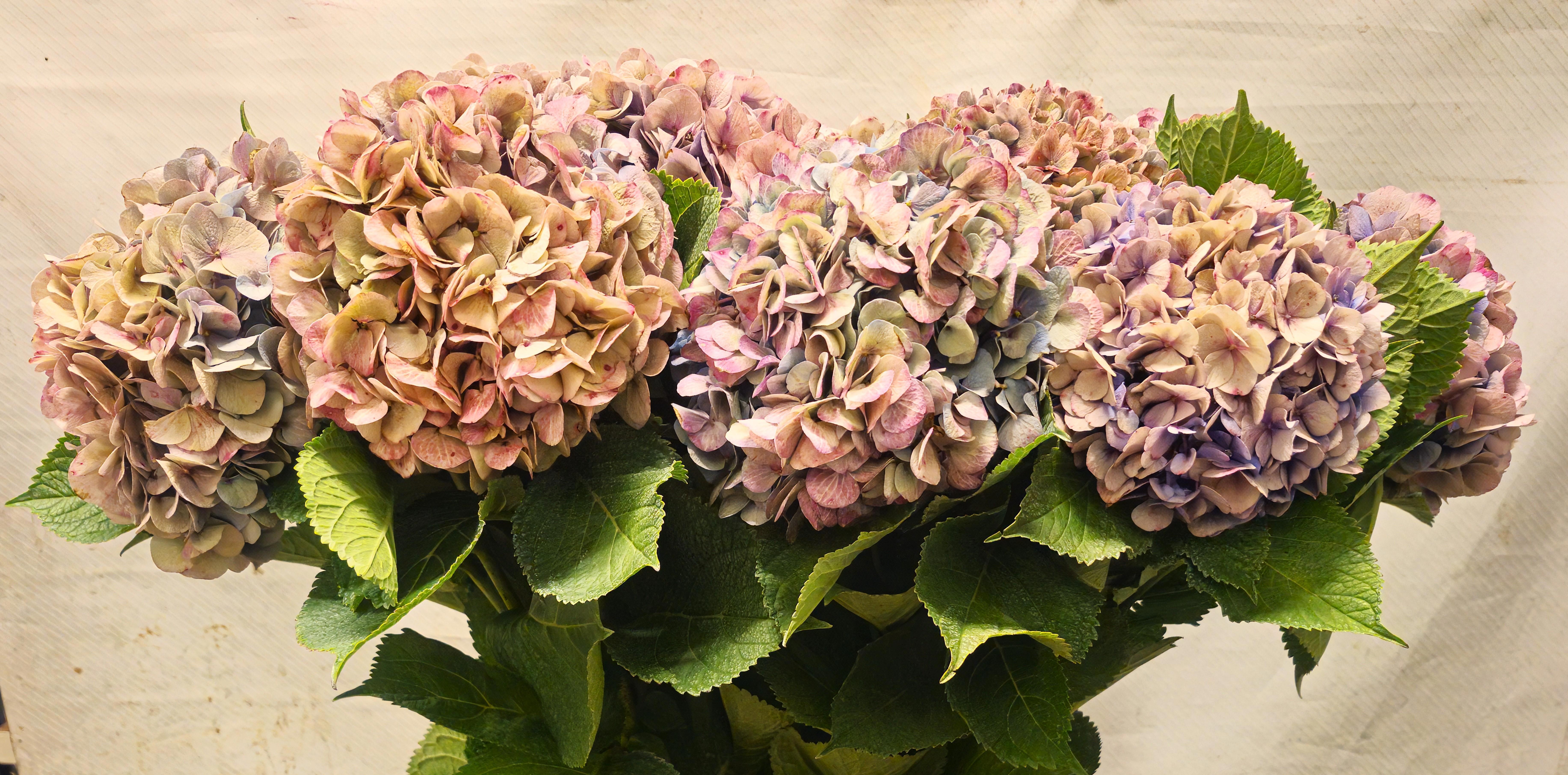 Hydrangea Bodensee Clas 100cm 20Ø